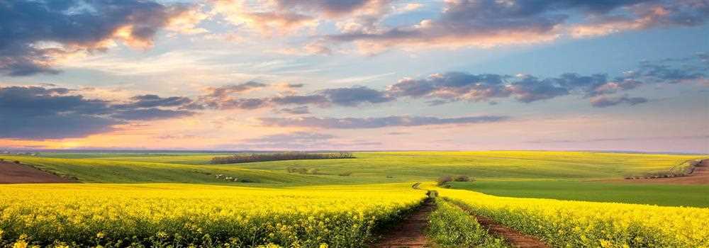 banner image of Sayan Biswas