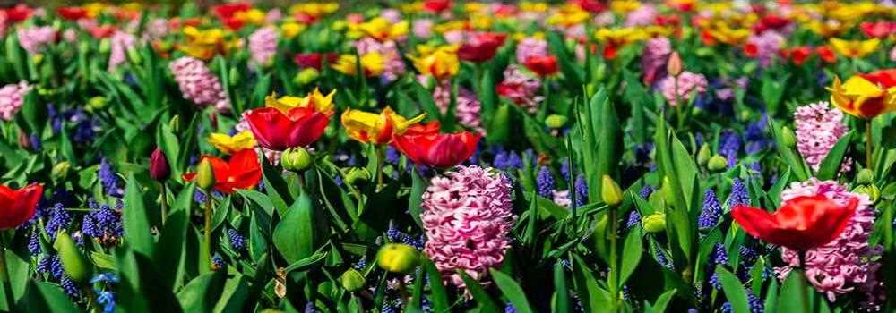 banner image of Peter Calvin