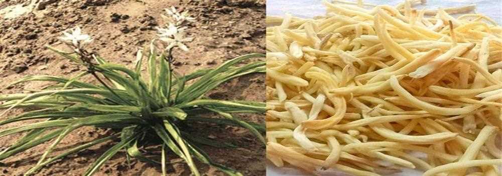 banner image of Daman Singh