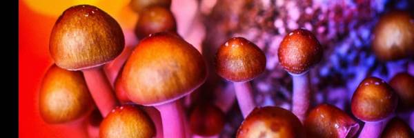 banner image of Magic mushroom dispesary Magic mushroom dispensary