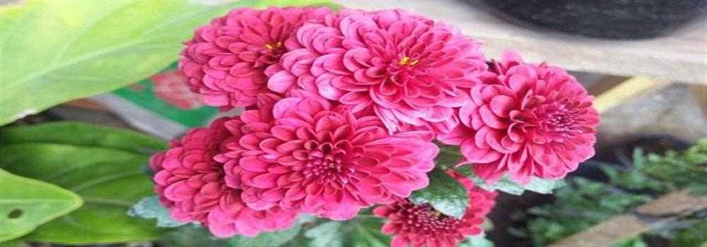 banner image of Saad Khan