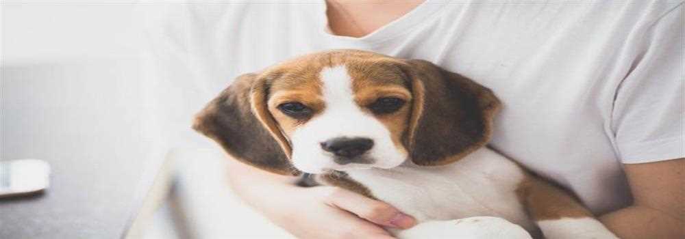 banner image of Beagles Rescue Beagles Rescue