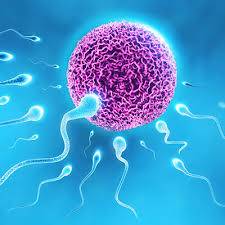 banner image of 0vo fertility