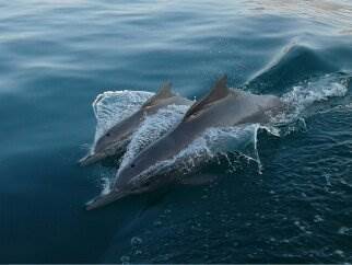 banner image of Khasab Sea Tours