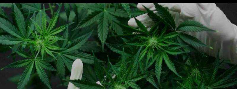 banner image of CBD Marketing Agency 