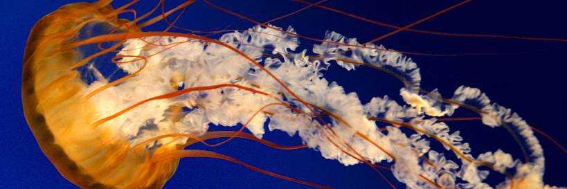 banner image of Piyush batra