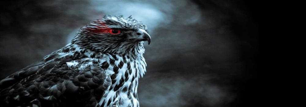 banner image of Haris Abbasi