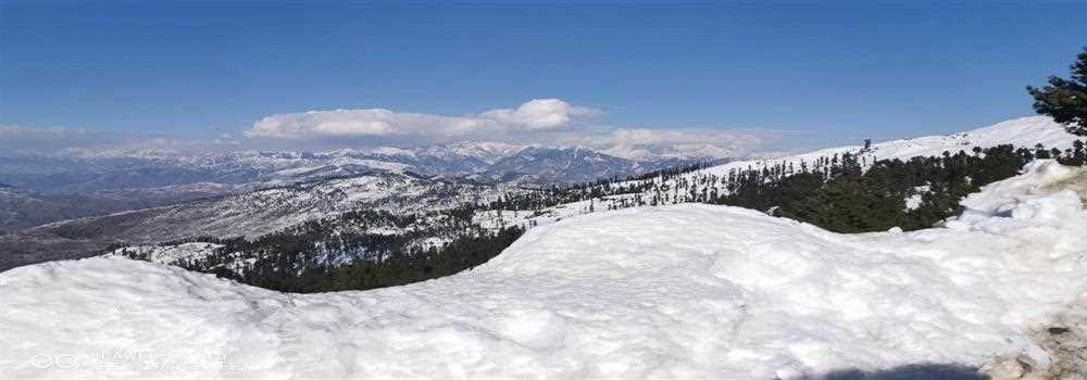 banner image of Saira Munsif