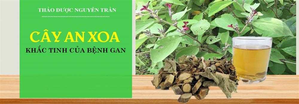banner image of Cây An Xoa Trị Bệnh cayanxoatribenh