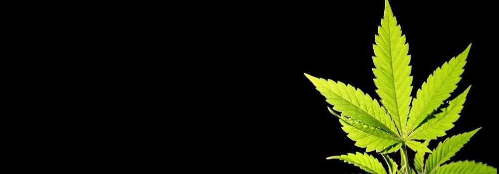 banner image of My Pharmacist 