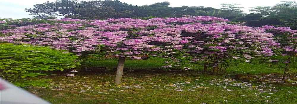 banner image of Gitika Talukdar