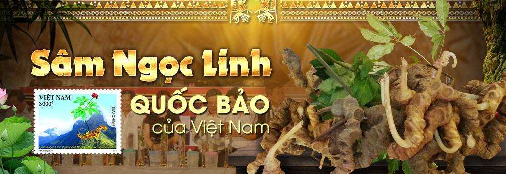 Công Ty Sâm núi ngọc linh Onplaza cover