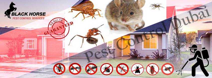 banner image of Rihan Abdool