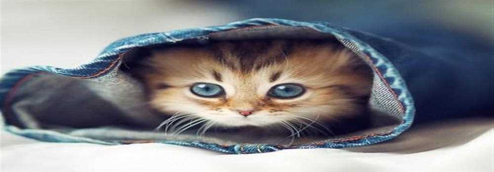 banner image of Louie Coleman