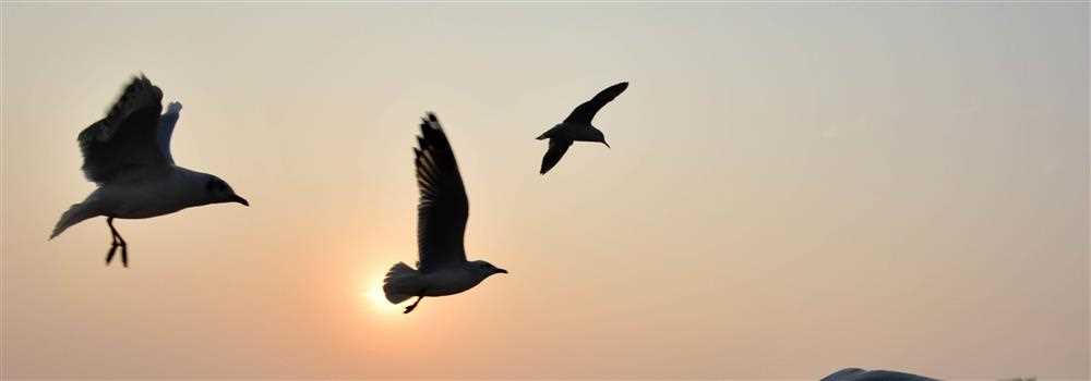 banner image of Anamika Halder