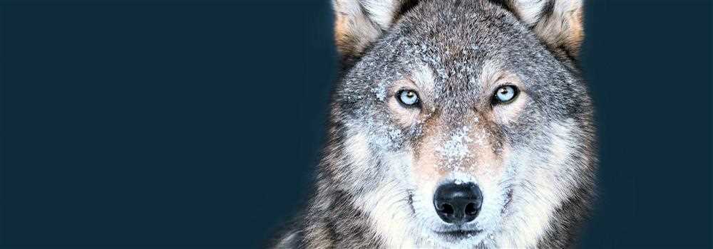 banner image of Wolf Hill Group Wolf Hill Group