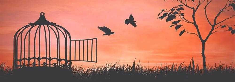 banner image of Ryan Adler