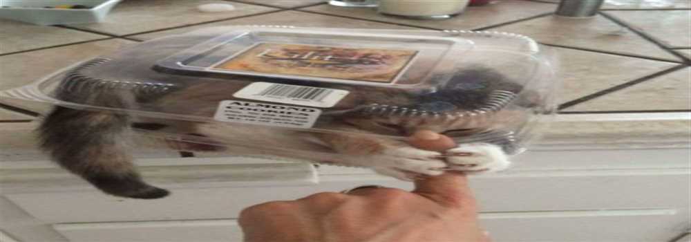 banner image of elbert anderson