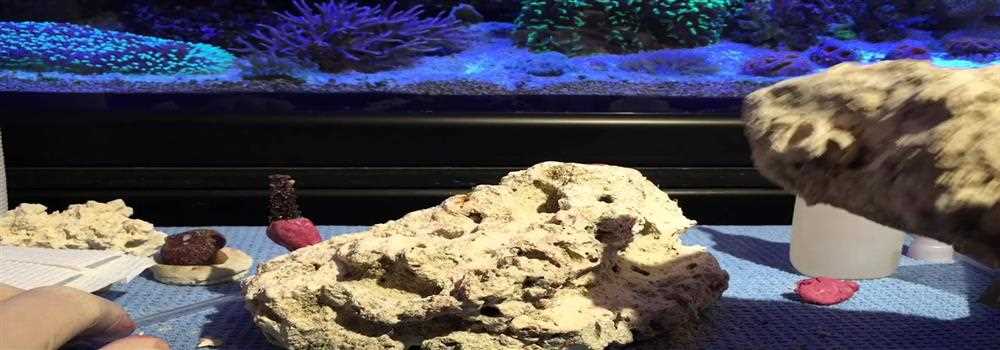 banner image of ReefCreators 