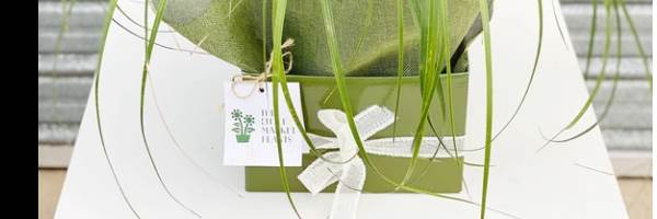 banner image of The little market Plants james wu