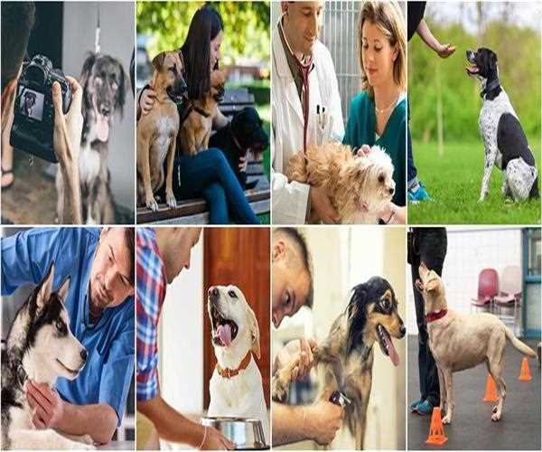 8 Best Career Options for Pet Lovers
