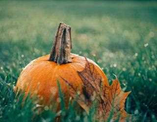Pumpkin: properties, benefits and nutritional value