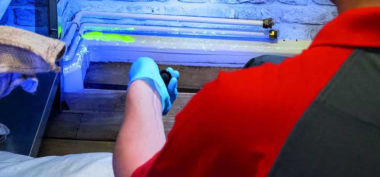 Why Calling Professional  Cockroach Exterminators Is A Good Idea in Toronto