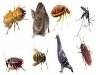 Safeguard Your Life With Professional Pest Control Brisbane image