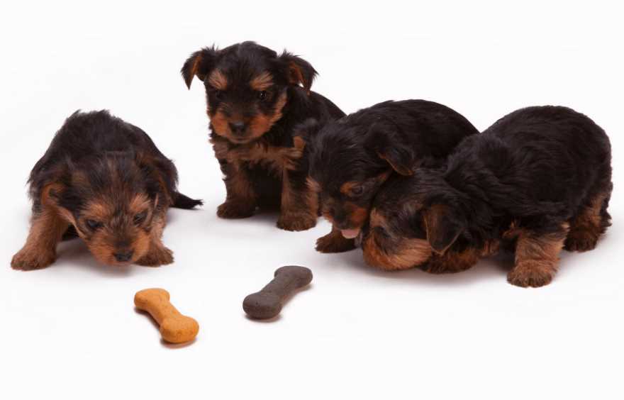 How to Choose the best Dog Food? (Save the Furies)