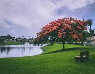 Tips for as a Perfect Lawn