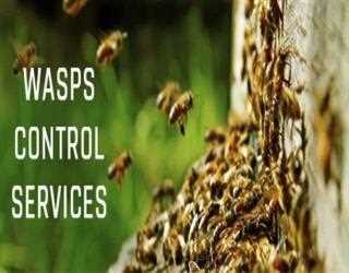 Getting Rid of Wasps in Your Garden: The Natural Way
