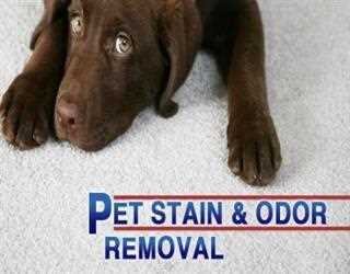 Pet Odor and Stain Removal from Carpets