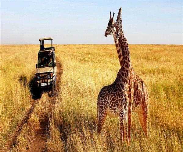 Tips For Organizing A Cheap Tanzania Safari