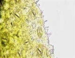 Application & Future of Artificial Photosynthesis