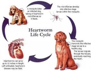 How Threatening is Heartworm Disease and How You Can Manage It Effectively