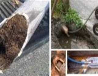 Signs Tree Roots Are Ruining Your Plumbing Lines