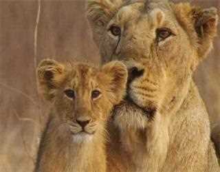 Have a look at the wild side of Gujarat