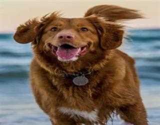 How to Have a Safe and Happy Pet