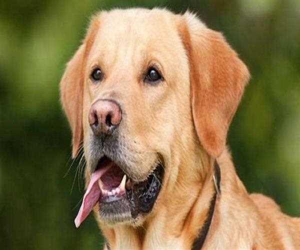 4 benefits of going for a walk with your dog