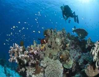 Coral Reef in Smith lab -A notable Recent Research image