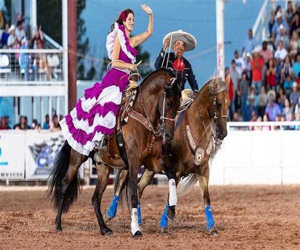 The Information You Need to Get Acquainted With Rodeo