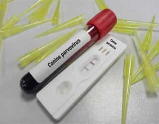 Parvo Test