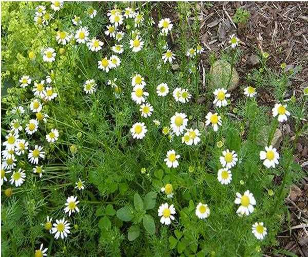 What you need to know about different chamomile varieties