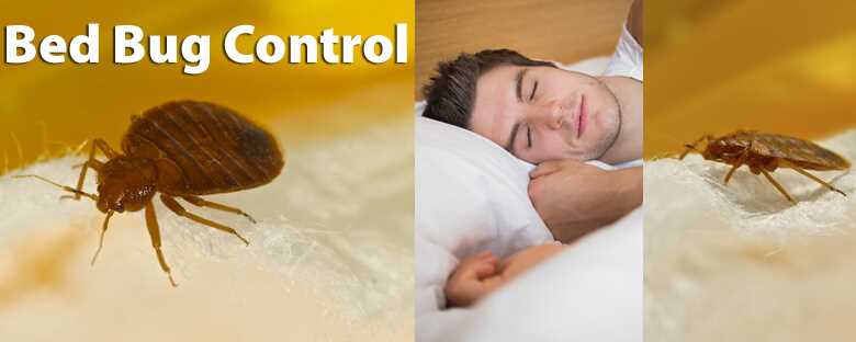 Bed Bug Treatment Preparation Tips by Professionals