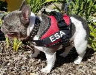 Emotional Support Animals 101