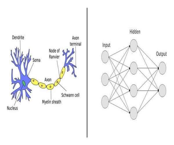 Basic concept of Neural Networks in AI.