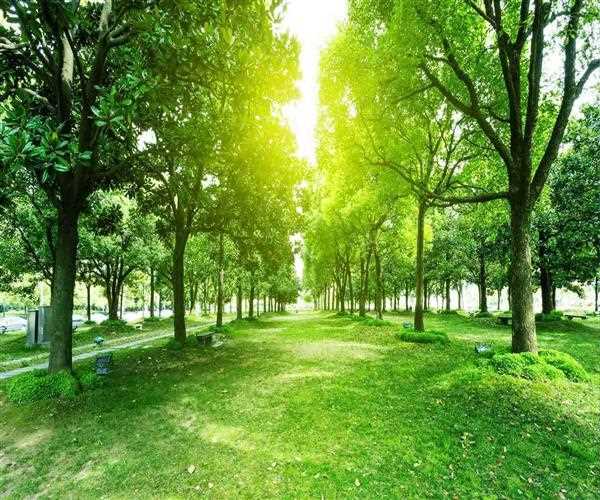 Why Stump Grinding Is So Helpful And Essential?