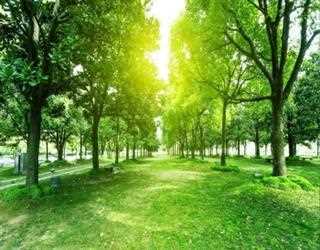 Why Stump Grinding Is So Helpful And Essential?