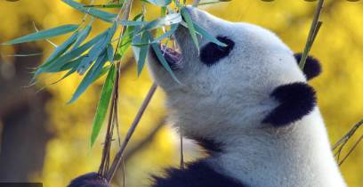 Top 10 pandas python Alternatives