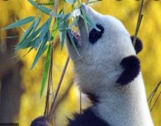 Top 10 pandas python Alternatives